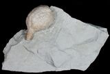 D Cystoid (Holocystites) Fossil From Indiana #11465-3